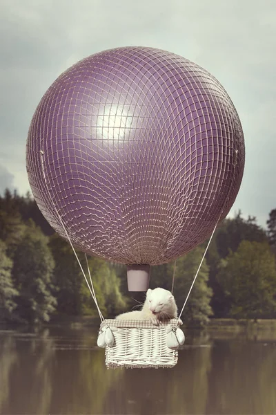 Albino Ferret Lucht Vliegen Ballon Voor Het Meer — Stockfoto