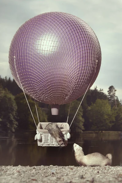 Ferretovy Dvojice Vzduchu Balónu Před Jezerem — Stock fotografie