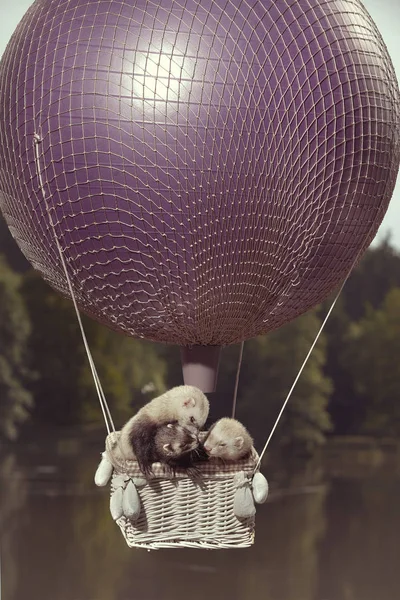 Grupo Hurones Aire Volando Globo Frente Lago —  Fotos de Stock