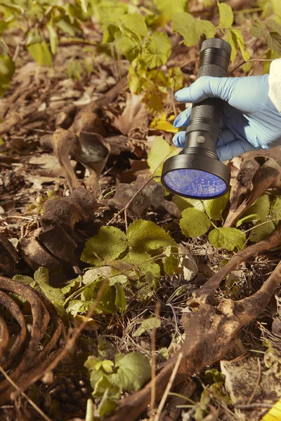 Oudere Menselijke Resten Gevonden Bos Verzamelen Van Skelet Door Politie — Stockfoto