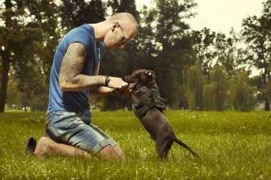 Fitness kas adam ile üç aylık staffordshire boğa terrier köpek yavrusu