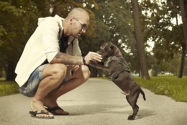 Fitness kas adam ile üç aylık staffordshire boğa terrier köpek yavrusu