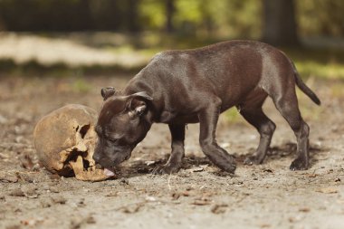 Insan kafatası ile Staffordshire boğa terrier erkek köpek yavrusu