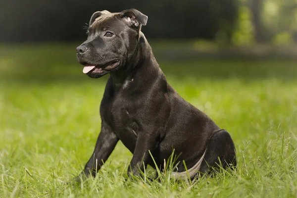 Staffordshire Boğa Terrier Erkek Köpek Yavrusu Parkta Aylık — Stok fotoğraf