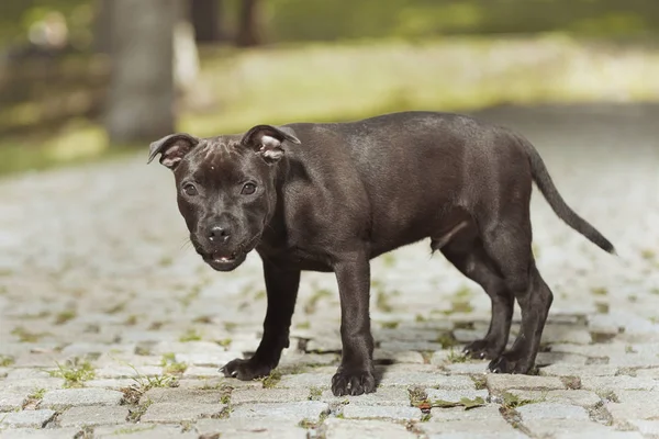 スタッフォードシャーブルテリア男性子犬3ヶ月公園の歩道で生後3ヶ月 — ストック写真