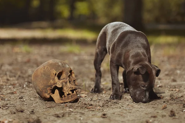 Staffordshire Touro Terrier Filhote Cachorro Masculino Com Crânio Humano — Fotografia de Stock