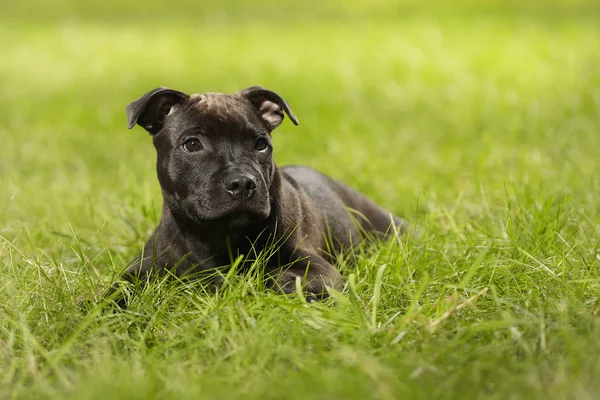 スタッフォードシャーブルテリア男性子犬公園で生後3ヶ月 — ストック写真