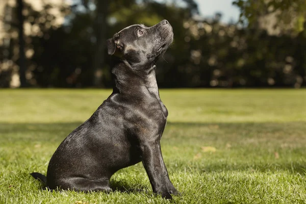 Cinco Meses Idade Staffordshire Touro Terrier Jovem Fêmea Espera Ordem — Fotografia de Stock