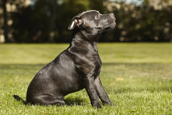 Cinco Meses Edad Staffordshire Bull Terrier Joven Hembra Espera Orden —  Fotos de Stock