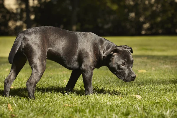 Cinq Mois Staffordshire Taureau Terrier Jeune Femme — Photo