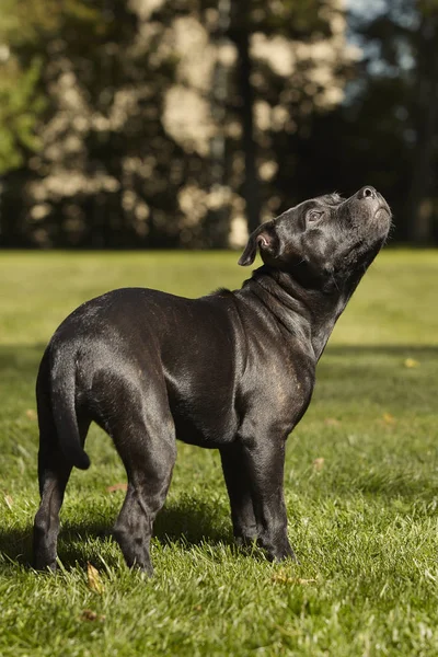 Cinco Meses Edad Staffordshire Bull Terrier Joven Hembra —  Fotos de Stock