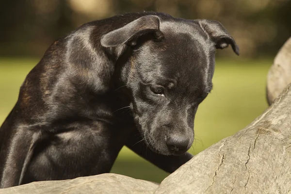 Cinco Meses Edad Staffordshire Bull Terrier Joven Hembra —  Fotos de Stock