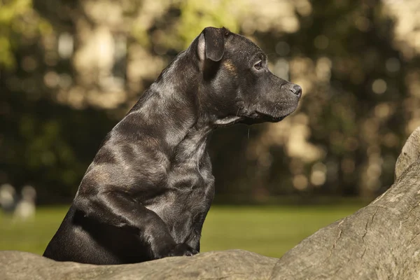 Cinco Meses Edad Staffordshire Bull Terrier Joven Hembra — Foto de Stock
