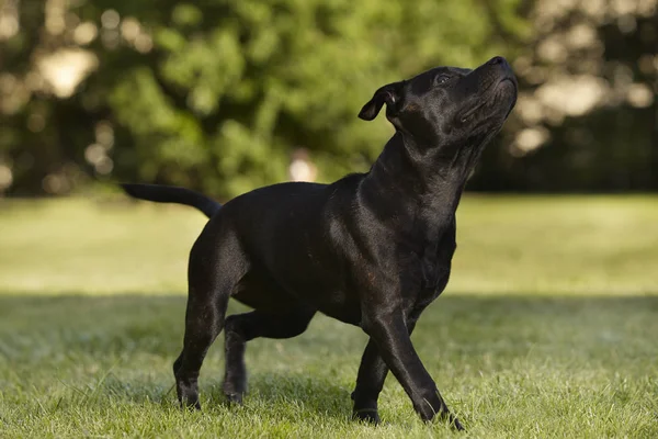 Beş Aylık Staffordshire Boğa Terrier Genç Kadın — Stok fotoğraf