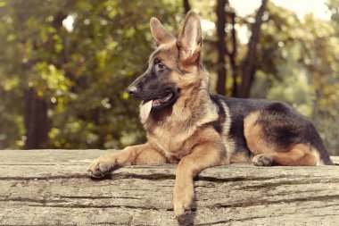 Parkta poz veren altı aylık Alman çoban kadın