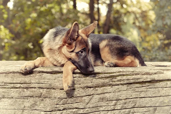 Zes Maanden Oude Duitse Herder Vrouw Poseren Park — Stockfoto