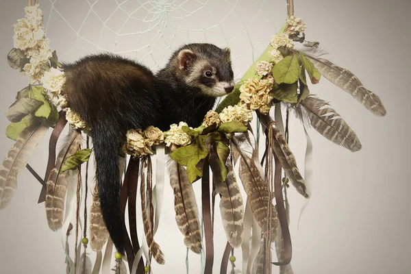 Furet Relaxant Dans Lit Attrape Rêves Pour Portrait — Photo