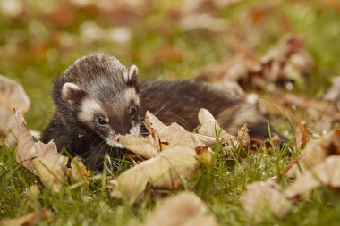 Koyu tüylü gelincik, sonbahar yapraklarında parka geri dönüyor.
