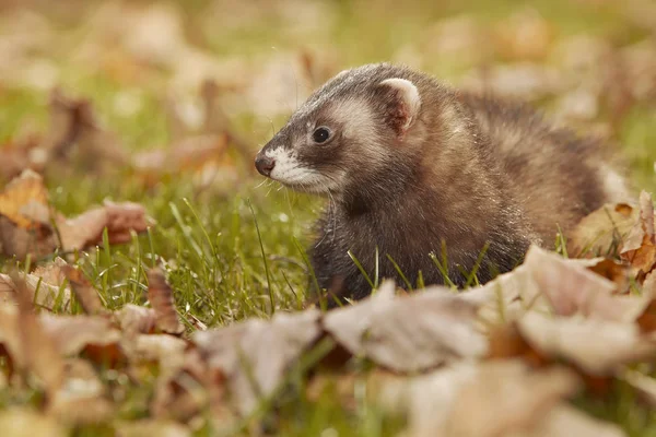 Donker Bont Fret Relexing Herfst Bladeren Het Park — Stockfoto