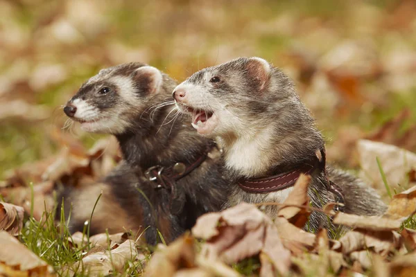 Dark Fur Ferret Couple Relexing Autumn Leaves Park — Stock Photo, Image