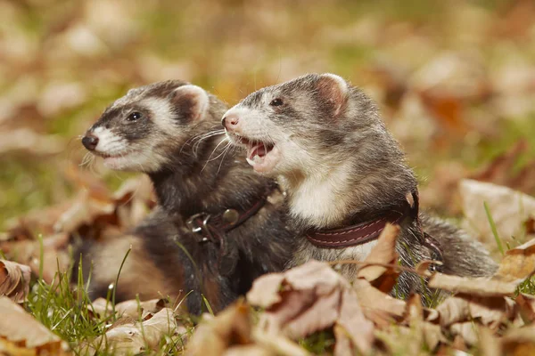 Scura Pelliccia Furetto Coppia Relexing Autunno Foglie Parco — Foto Stock