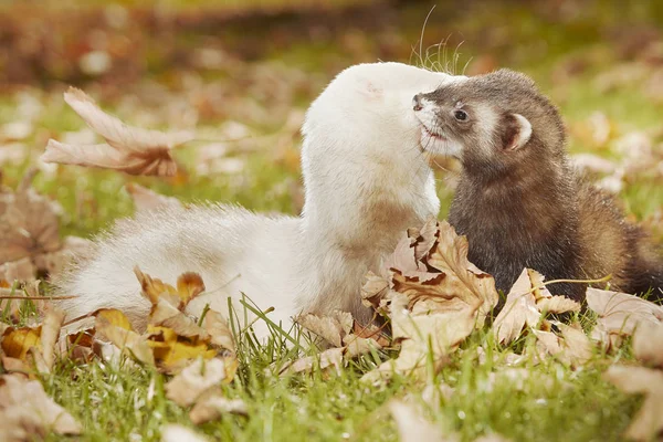 Couple Furet Reprenant Ses Feuilles Automne Dans Parc — Photo