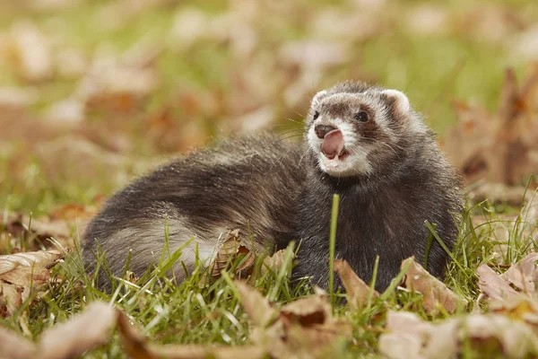 Dunkles Fell Frettchen Entspannt Sich Herbstlaub Park — Stockfoto