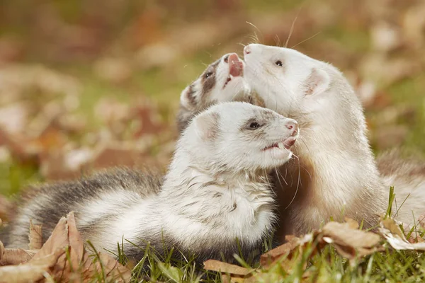 Ferret Group Relexing Autumn Leaves Park — Stock Photo, Image