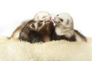 Stüdyoda portre için poz veren bir grup gelincik.