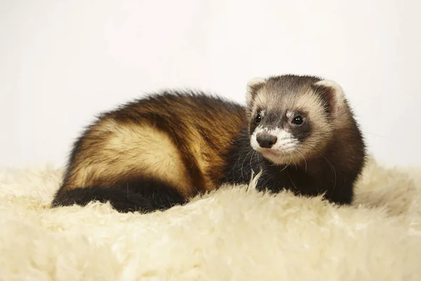 Clásico Polecat Color Hurón Posando Para Retrato Estudio — Foto de Stock