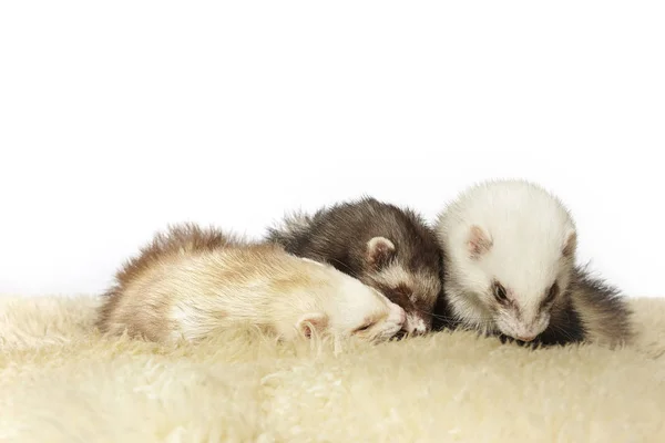 Group Ferrets Posing Portrait Studio — Stock Photo, Image