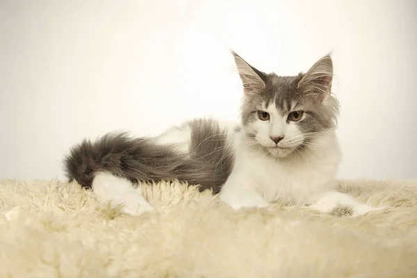 Maine Coon Gato Cachorro Tendido Estudio Para Retrato — Foto de Stock