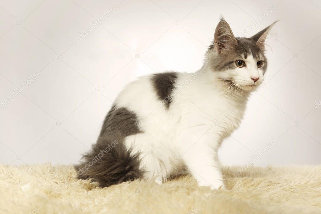 Maine coon cat puppy sitting in studio for portrait