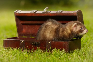 Gelincik bebek sekiz haftalık tahta kutuda poz veriyor.