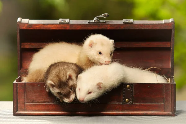 Group Ferret Babies Old Eight Weeks Posing Wooden Box — Stock Photo, Image