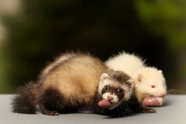 Ferret Bebês Velhos Cerca Oito Semanas Degustação Pedaço Carne Frango — Fotografia de Stock