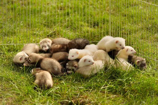 Large Group Ferret Babies Old Eight Weeks Laying Outdoor Grass — Stock Photo, Image