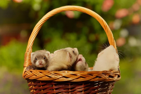 Group Ferret Babies Old Eight Weeks Posing Basket — Stock Photo, Image