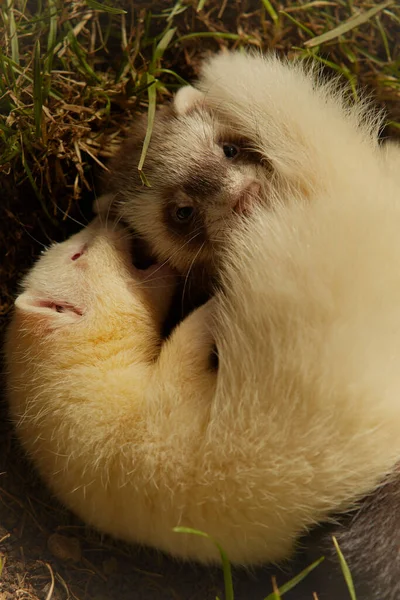 Group Ferret Babies Old Eight Weeks Posing Wooden Box — Stock Photo, Image