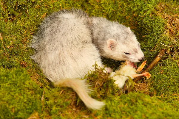 Silberfrettchen Posiert Als Jagendes Raubtier Waldmoos Mit Beuteschädeln — Stockfoto