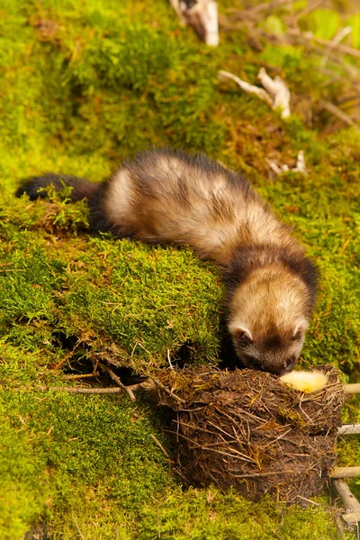 Furão Zibelina Escura Posando Como Predador Caça Musgo Floresta Decorado — Fotografia de Stock