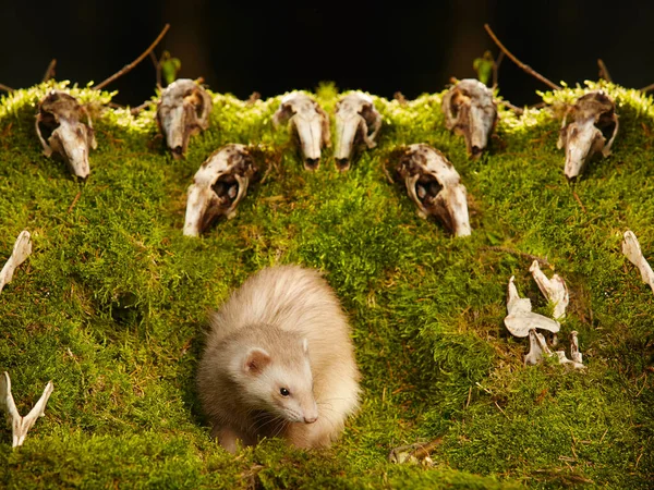 Ferret Posing Hunting Predator Forest Moss Decorated Prey Skulls — Stock Photo, Image