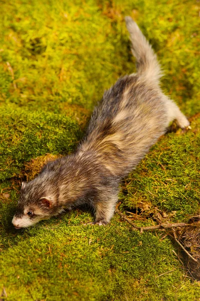 Furão Posando Como Predador Caça Musgo Floresta Decorado Com Crânios — Fotografia de Stock