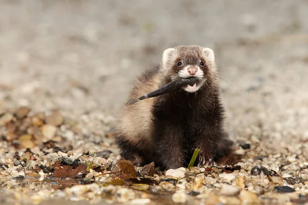 Ferret Posing Hunting Predator Small Fish Water Bank — Stock Photo, Image