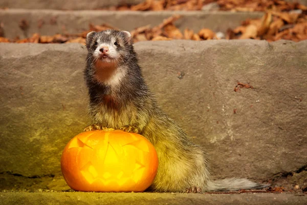 Älteres Dunkles Frettchen Posiert Mit Halloween Jack Laternen Kürbis — Stockfoto