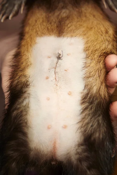 Female pet ferret belly detail after surgical operation