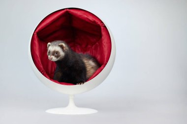 Stüdyoda portre için poz veren koyu renkli gelincik.