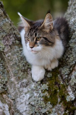 Güzel Maine Rakun Kedisi Doğayı keşfediyor