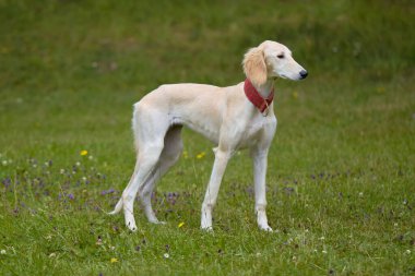 Doğa kampında portre için poz veren bir köpek.