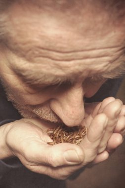 Lonely old man eating dried insects as his meal in forest